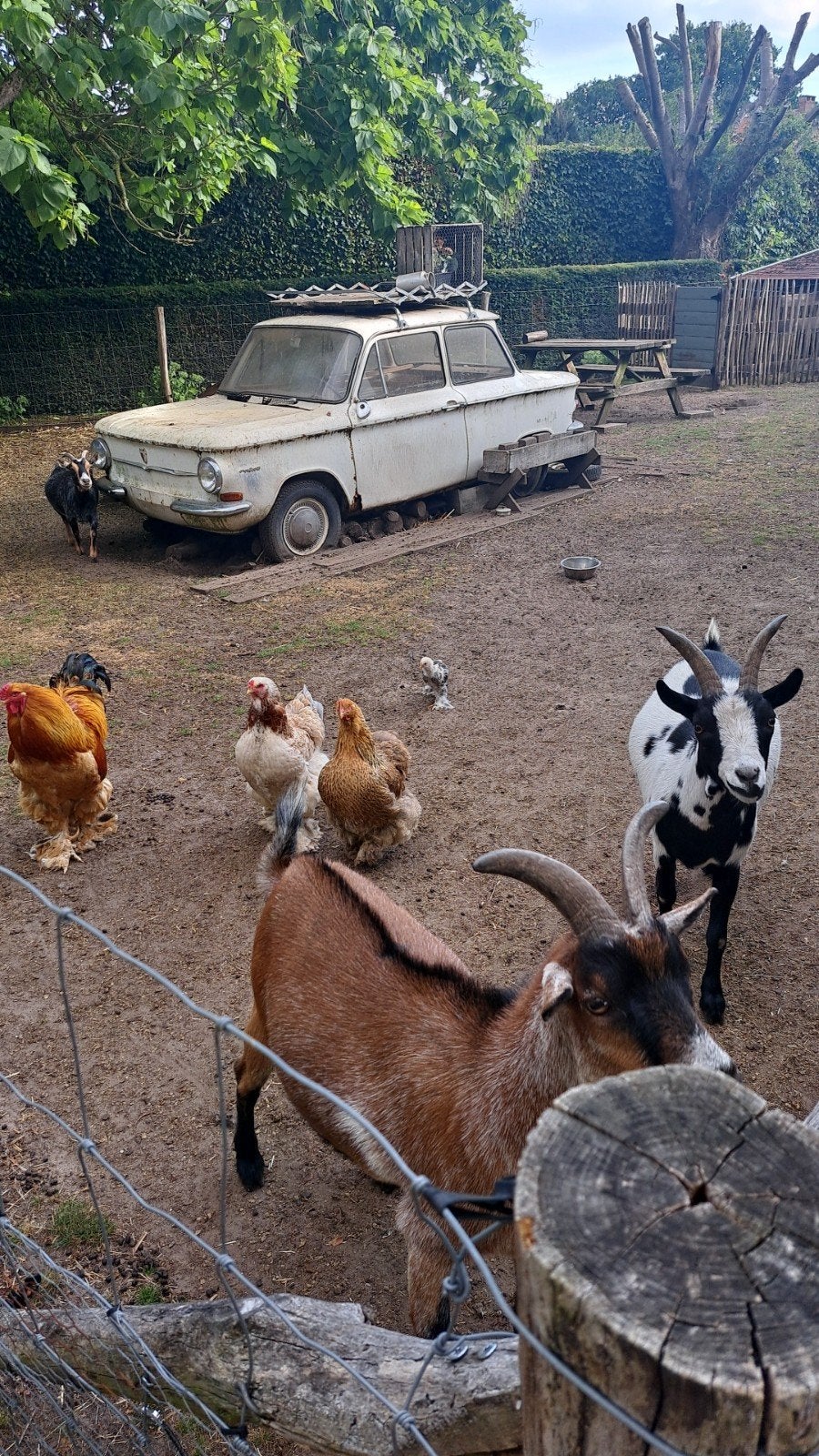 Dwerggeiten, Plusieurs animaux, Chèvre, 3 à 5 ans