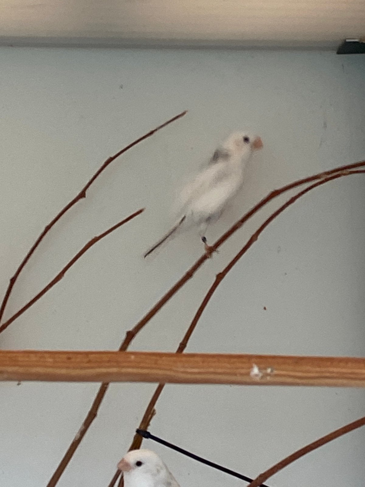 Noordse goudvinken, Dieren en Toebehoren, Wildzangvogel, Geringd