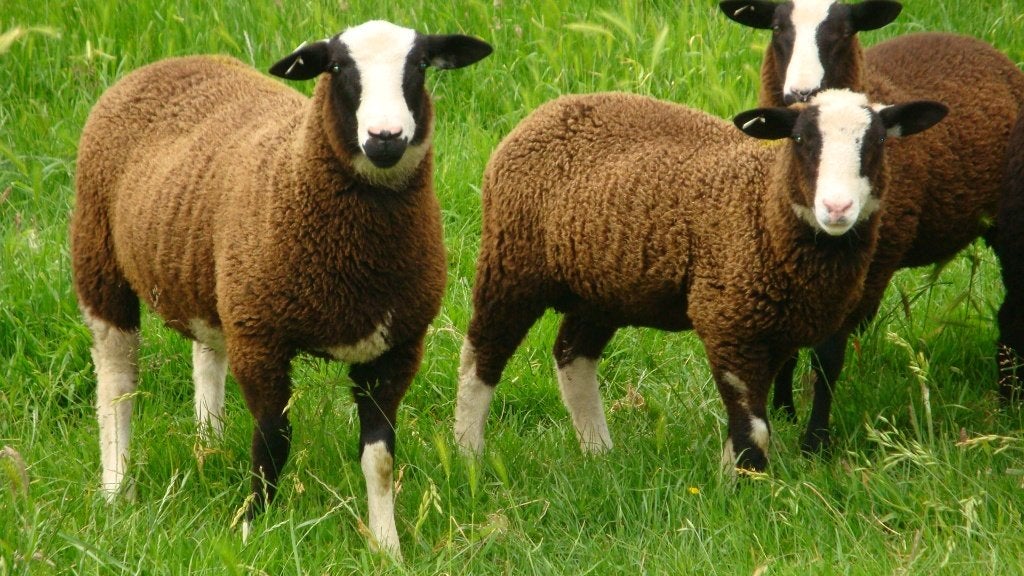 schapen, Dieren en Toebehoren, Mannelijk, Schaap