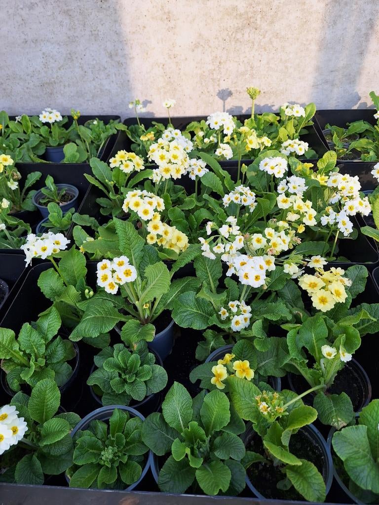 Primula plantjes, Enlèvement