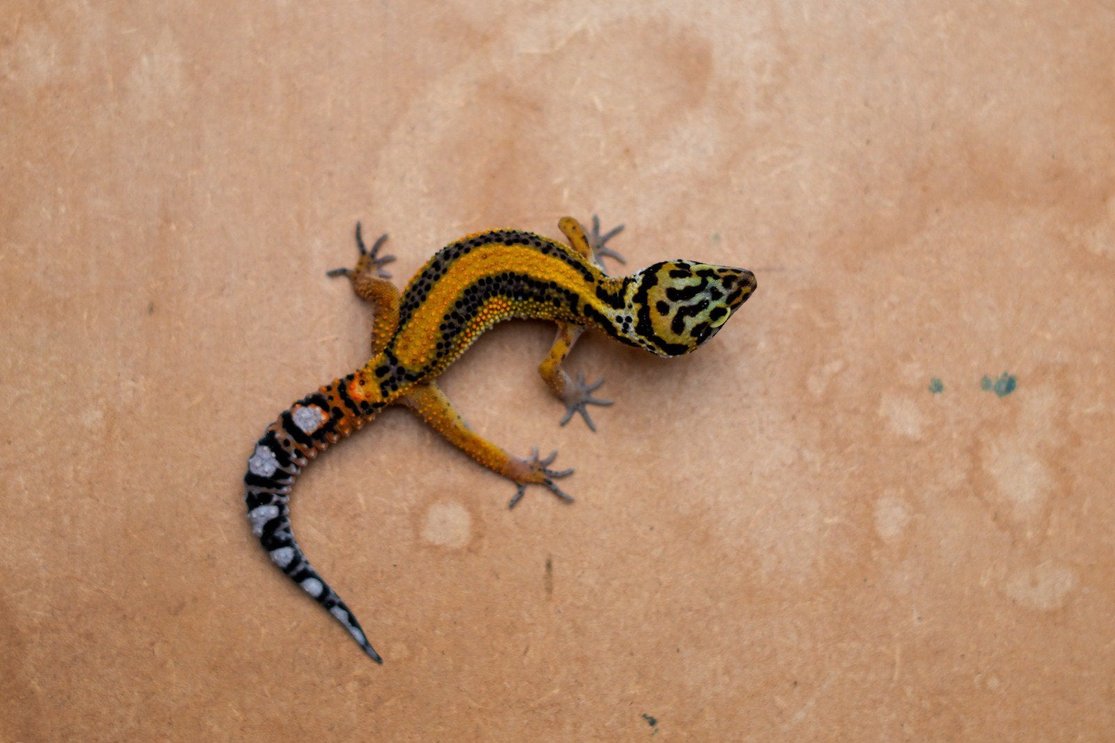 Jonge luipaardgekko, Dieren en Toebehoren, Reptielen en Amfibieën