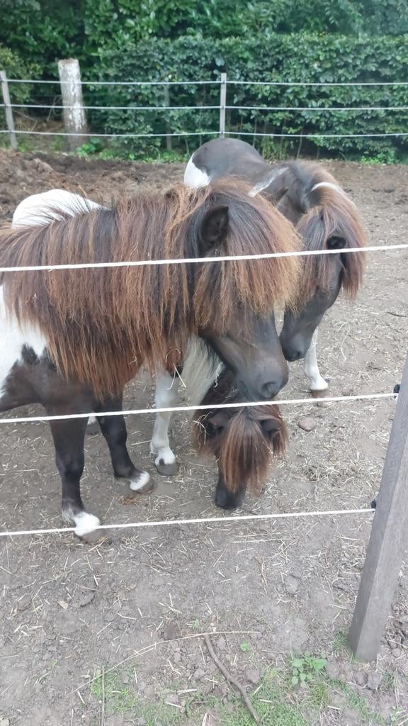 Pony hulp gevraagd, Dieren en Toebehoren, Paarden
