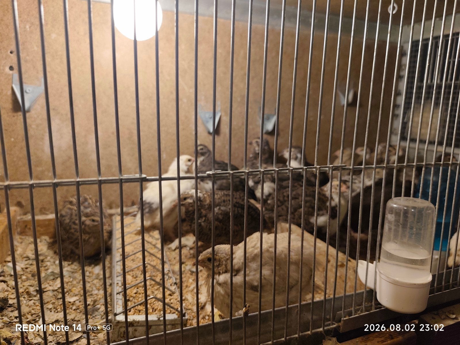 japanse kwartel, Dieren en Toebehoren, Vogels | Overige Vogels
