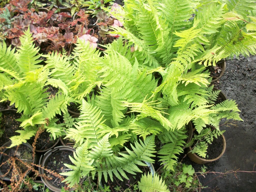 Varens voor in de schaduw, Tuin en Terras, Planten | Tuinplanten, Vaste plant, Varens, Halfschaduw, Ophalen