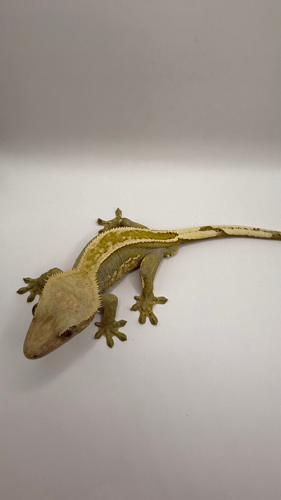 Gecko a crete, Animaux & Accessoires, Reptiles & Amphibiens