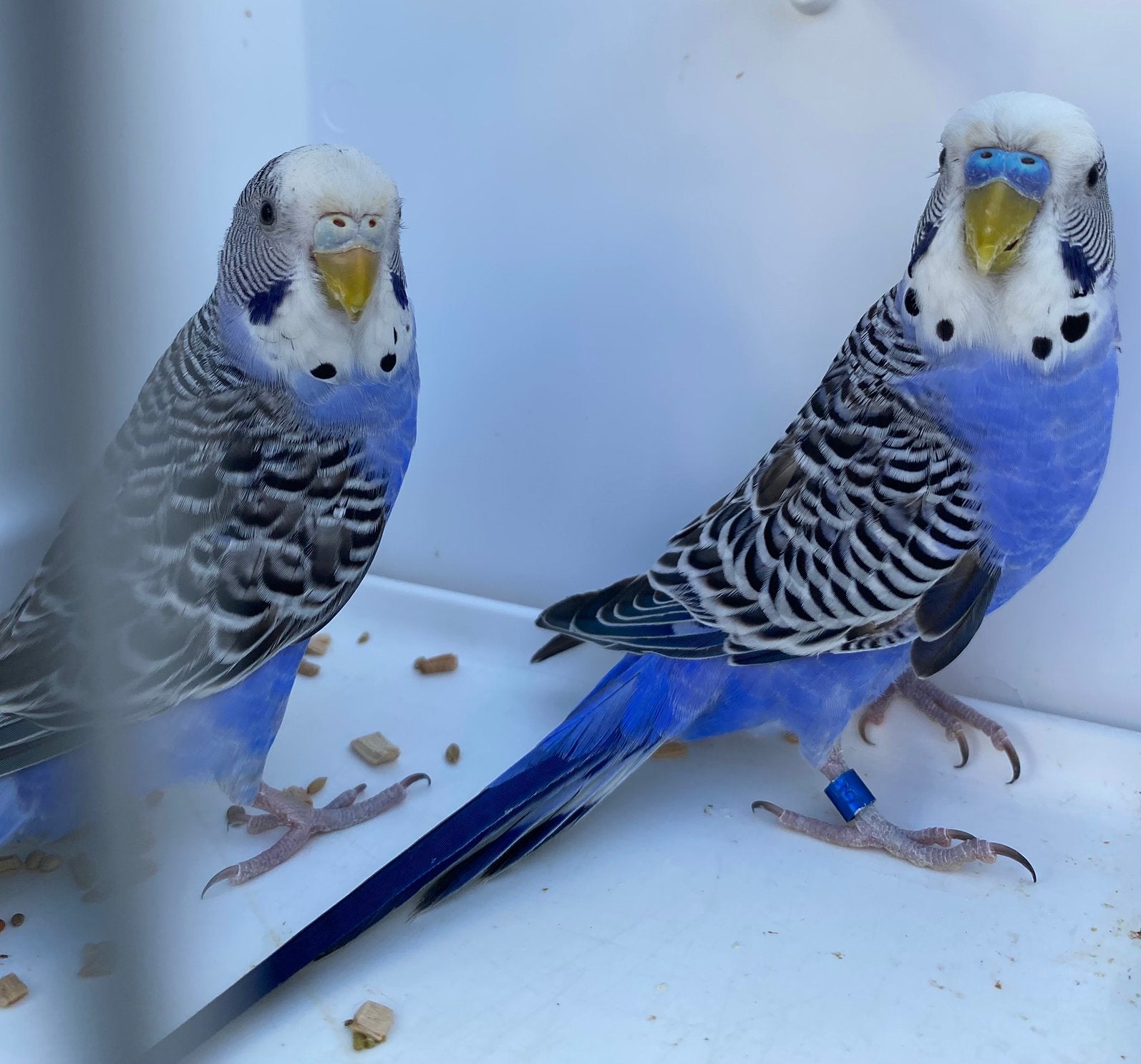 Couple Perruches