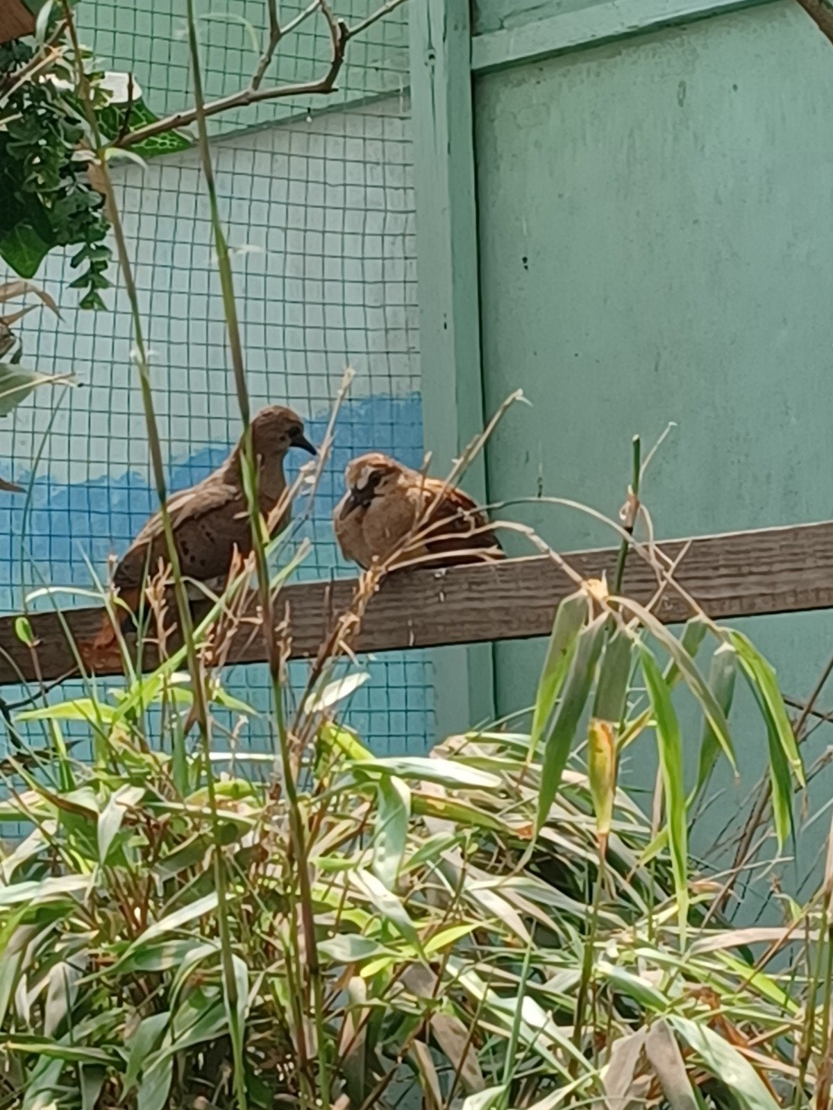 Blauwe grondduifjes, Dieren en Toebehoren