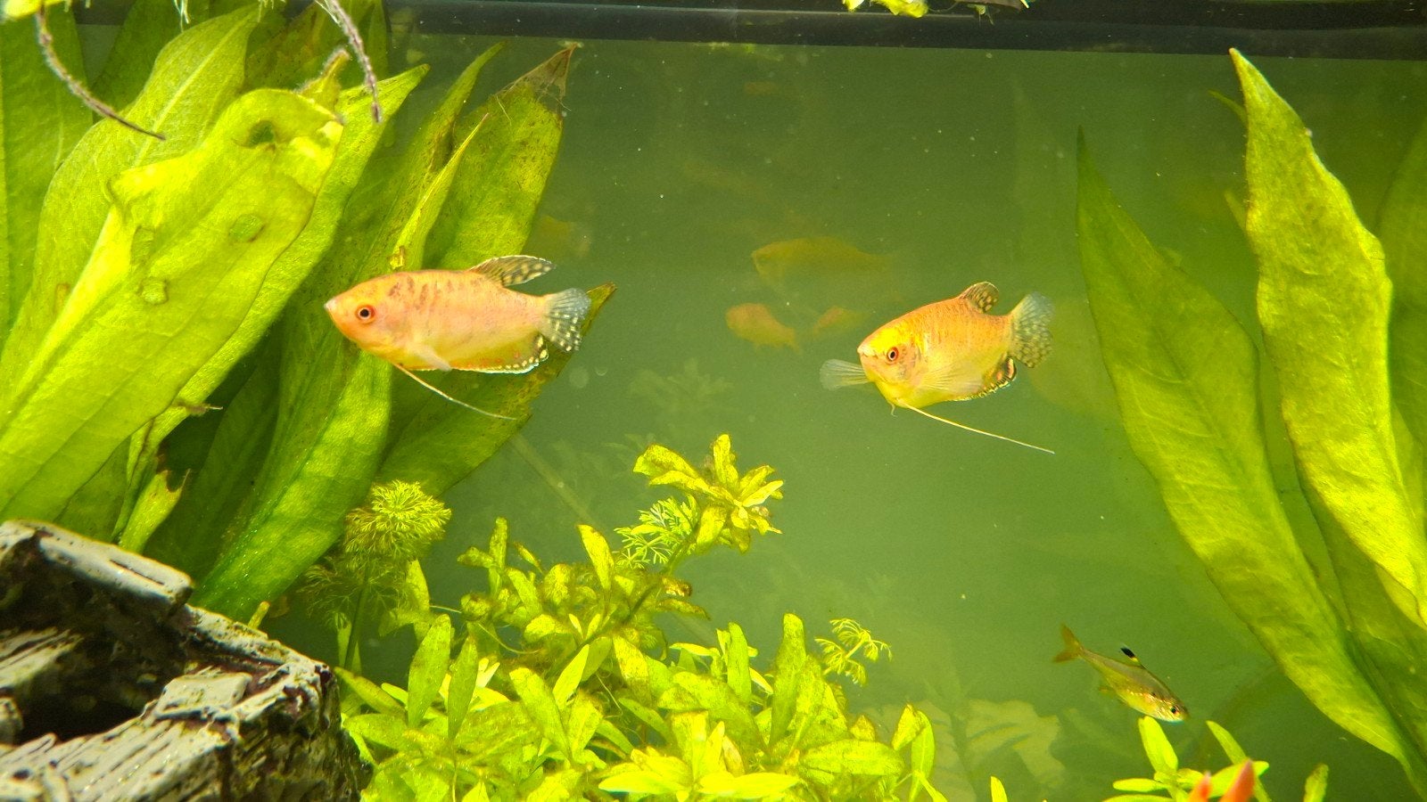 koppel goud gourami, Poisson, Poisson d'eau douce