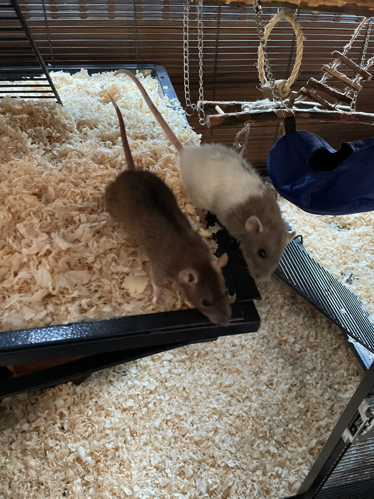 Te koop 3 verschillende dunbo ratjes van 2026 zijn tam, Dieren en Toebehoren, Rat, Vrouwelijk, Tam, Oktober