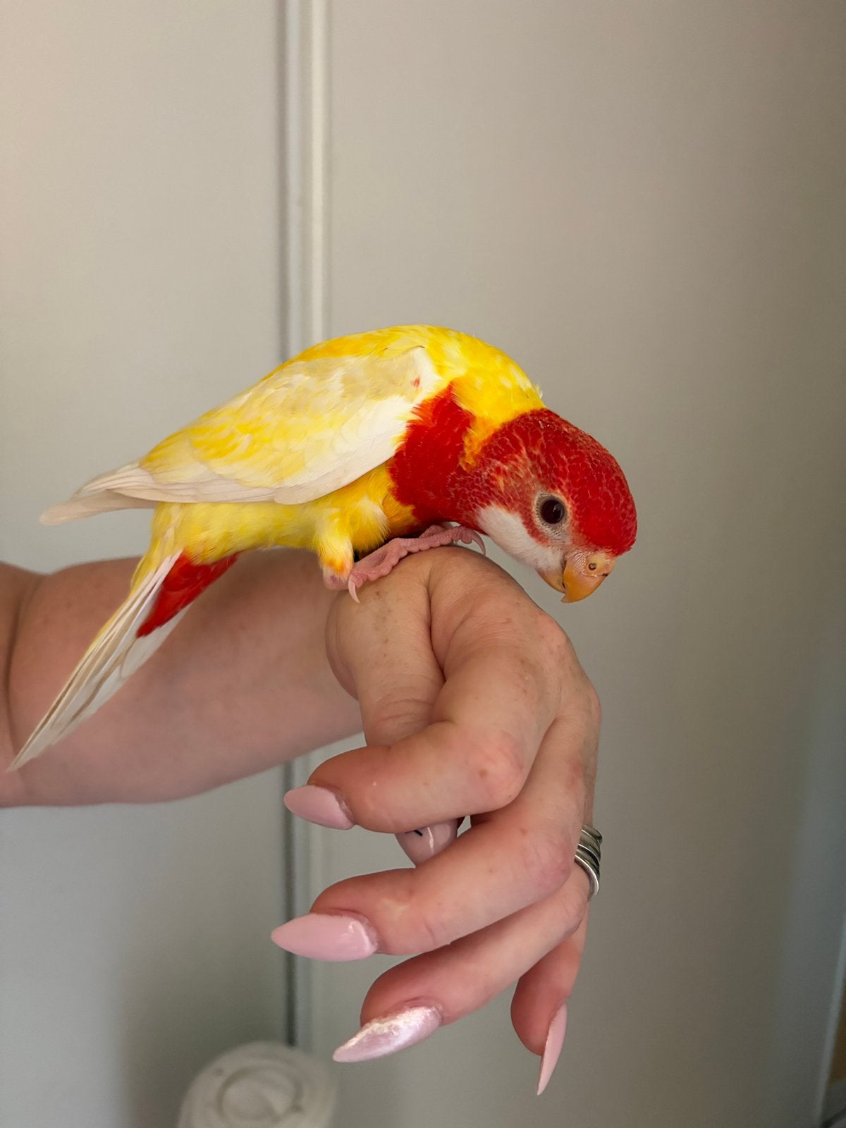 Omnicolore eam, Animaux & Accessoires, Oiseaux | Perruches & Perroquets