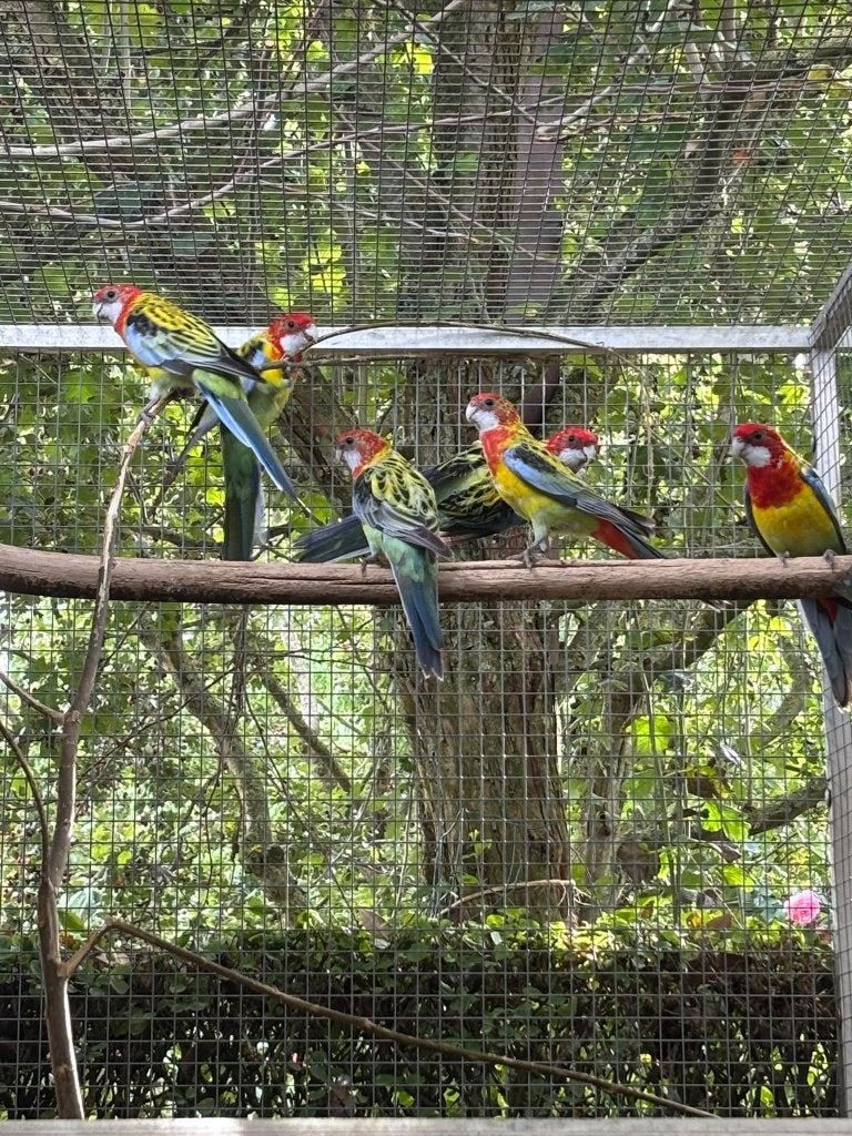 parkiet, Dieren en Toebehoren, Meerdere dieren, Parkiet, Geringd