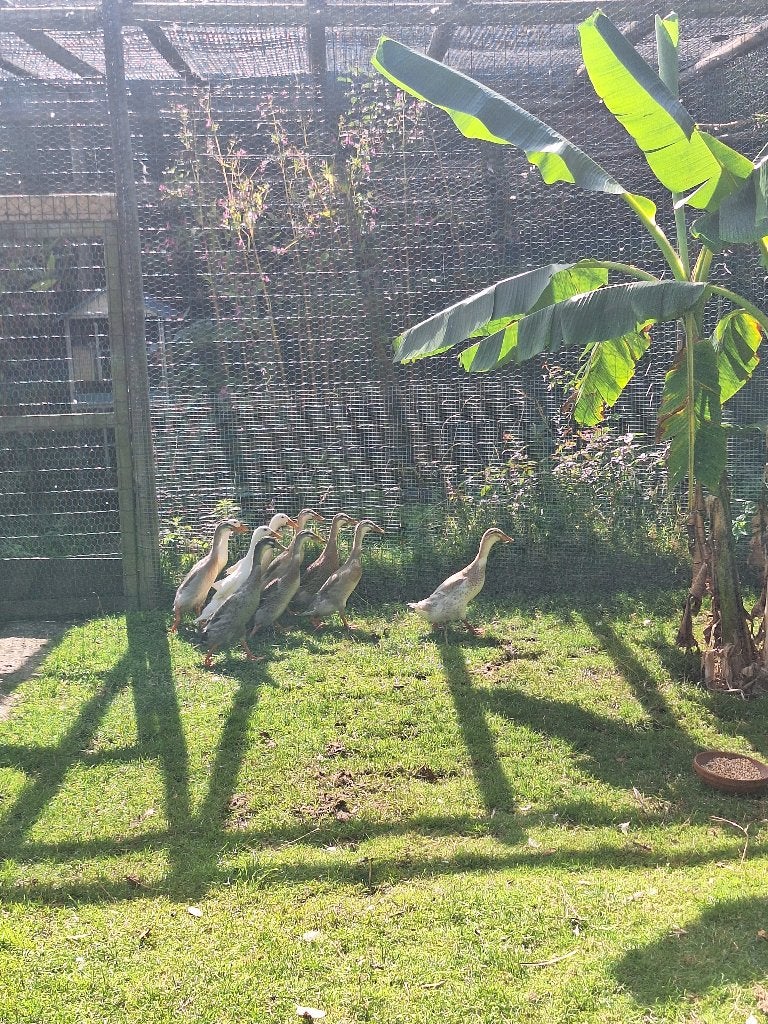 Jonge Loopeenden natuurbroed, Dieren en Toebehoren, Meerdere dieren, Eend