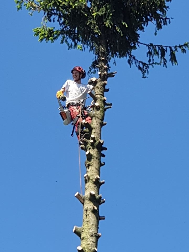 Travaux d'abattage / démontage / élagage d'arbres, Jardin & Terrasse, Enlèvement
