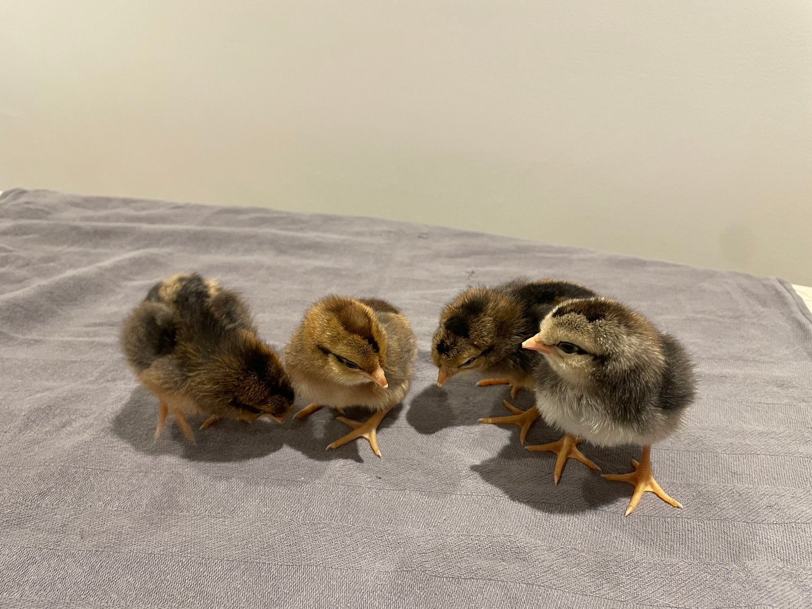 1dags kuikentjes zoeken een warme thuis, Dieren en Toebehoren, Pluimvee, Geslacht onbekend, Kip