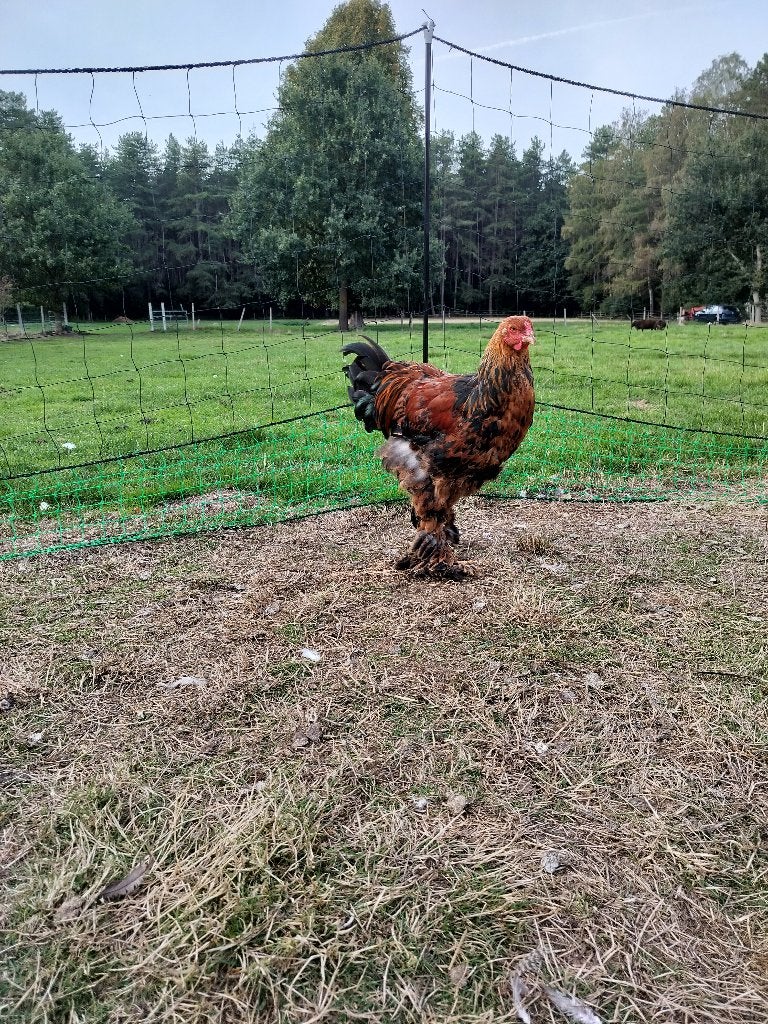 Gratis brahma hanen, Dieren en Toebehoren