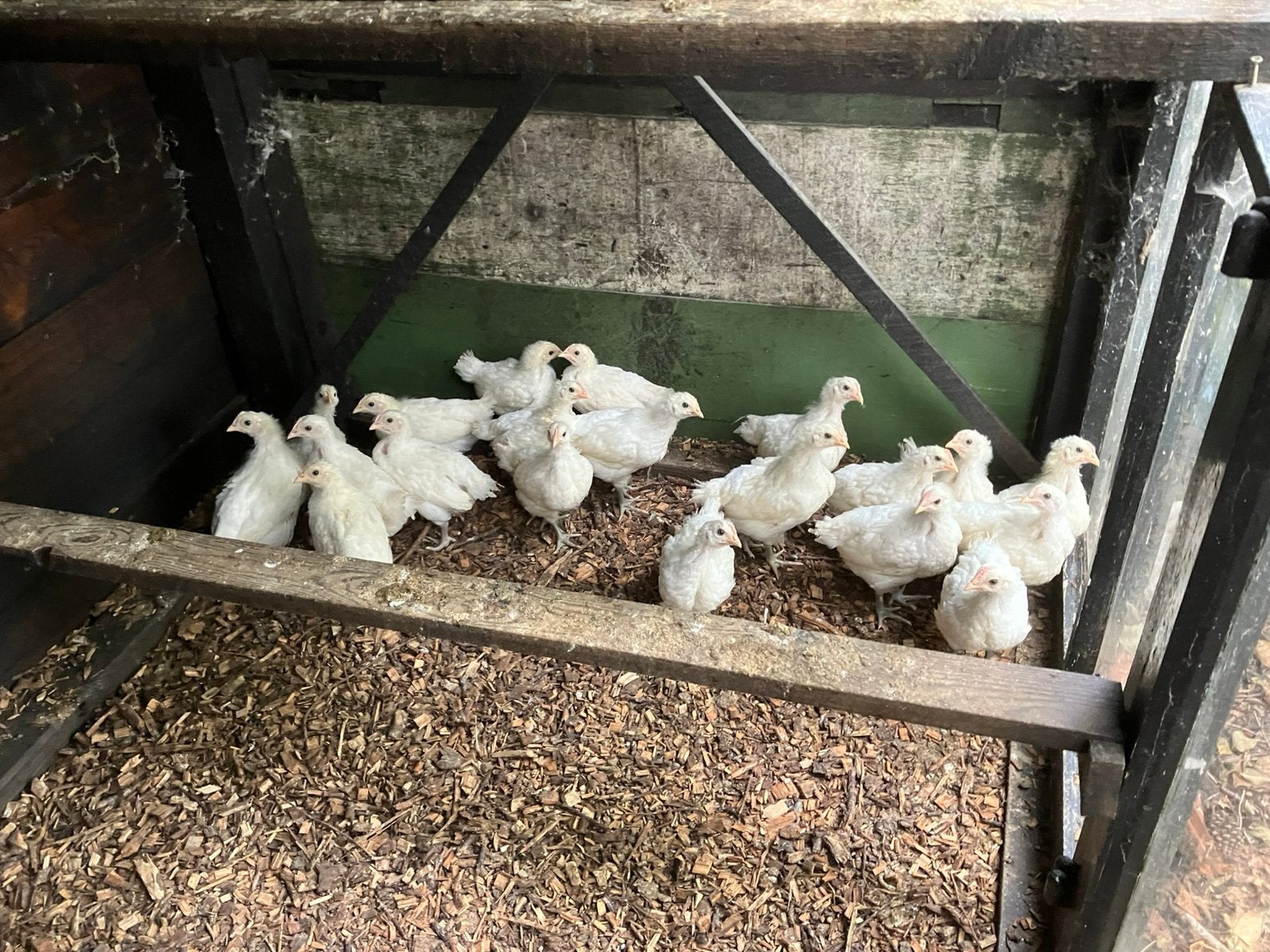 Poule de Bresse, Dieren en Toebehoren
