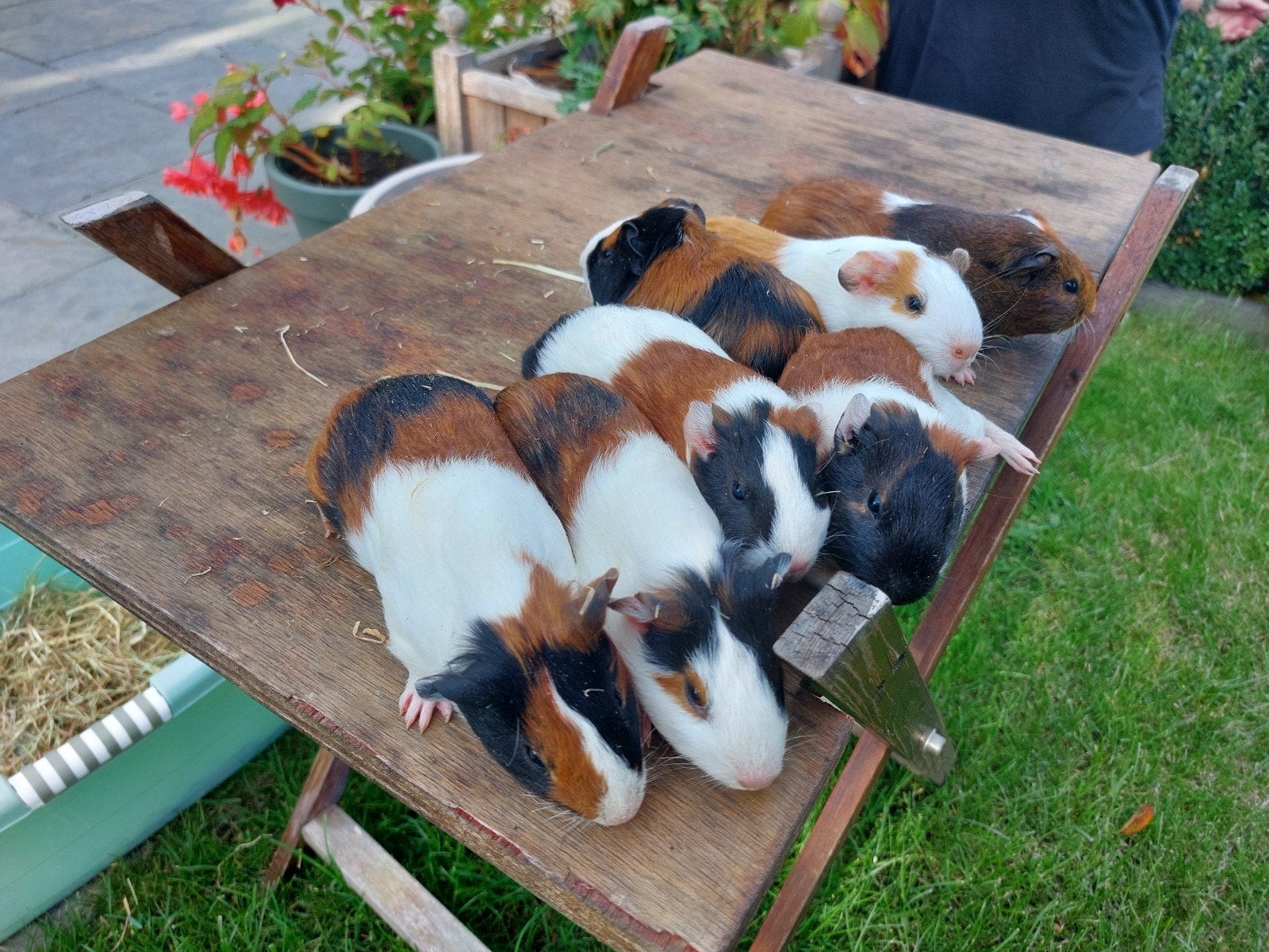 cavia's, Animaux & Accessoires