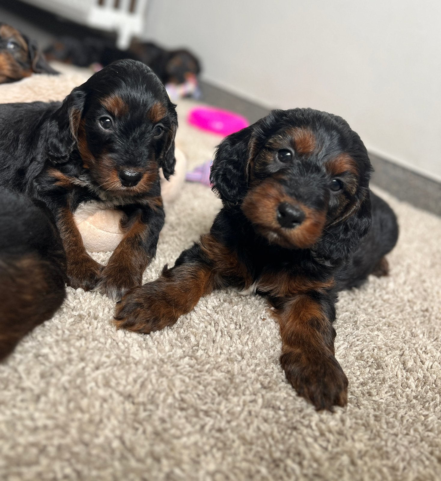 Beaux chiots cockapoo, Animaux & Accessoires, Chiens | Retrievers, Épagneuls & Chiens d'eau, Plusieurs animaux, Épagneul, Éleveur | Professionnel