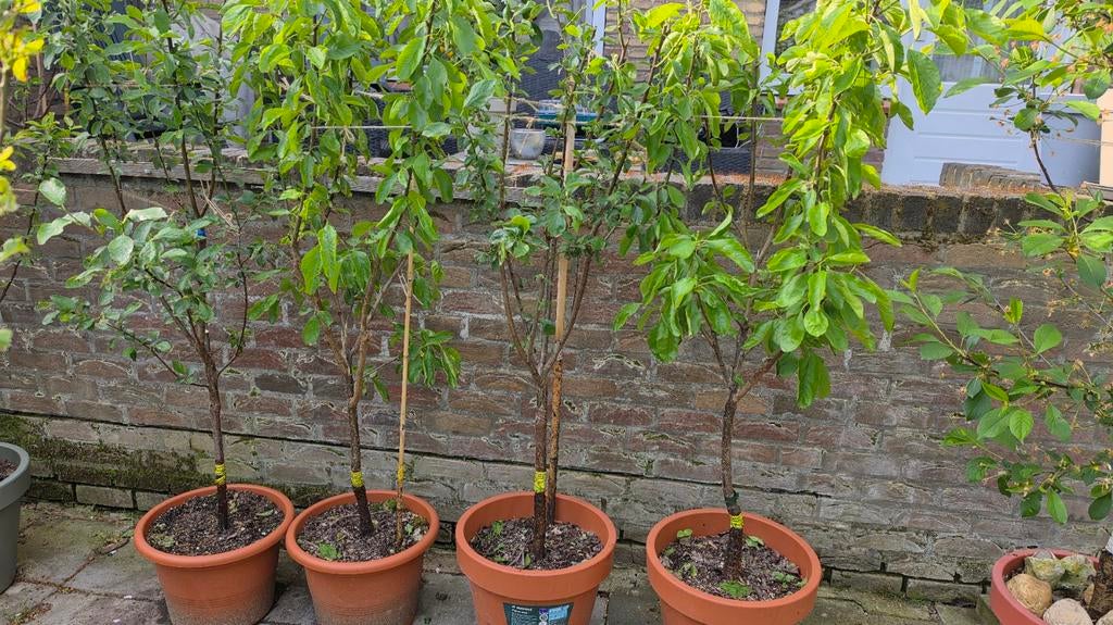 Terras pruimenboom Nancy en Opal, Tuin en Terras, Ophalen