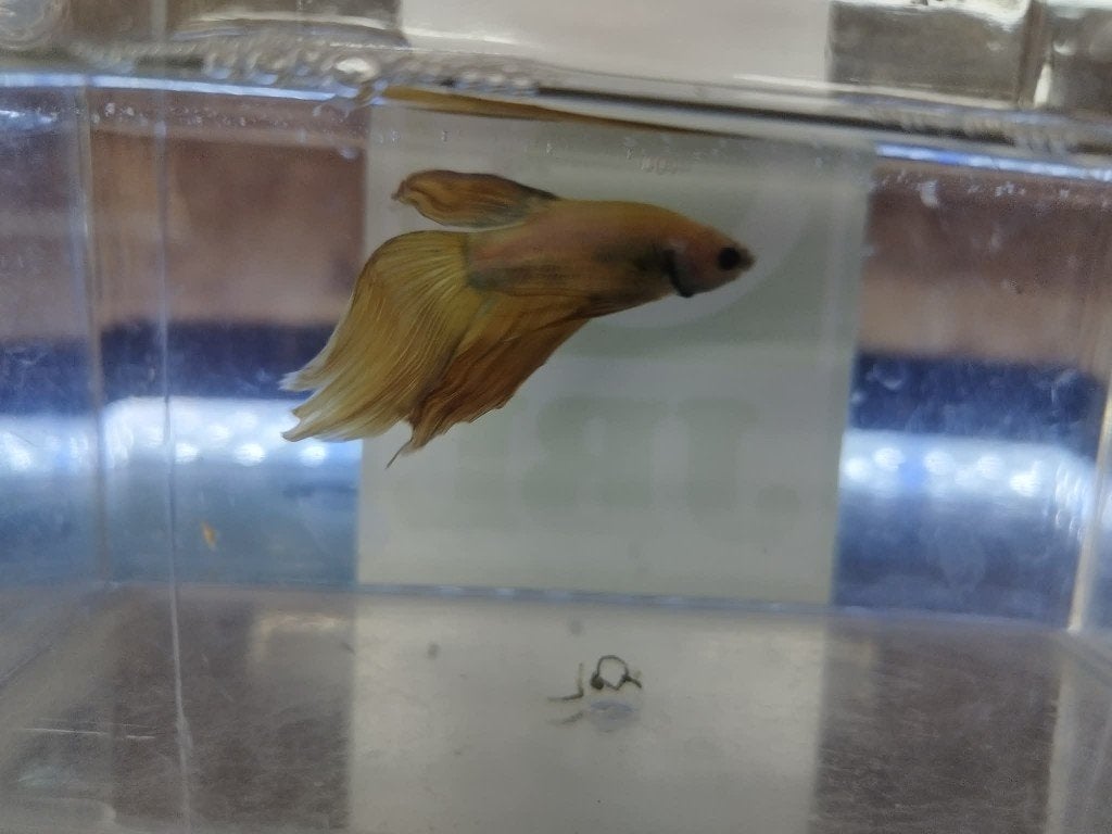 Betta Veiltail, Vis, Zoetwatervis
