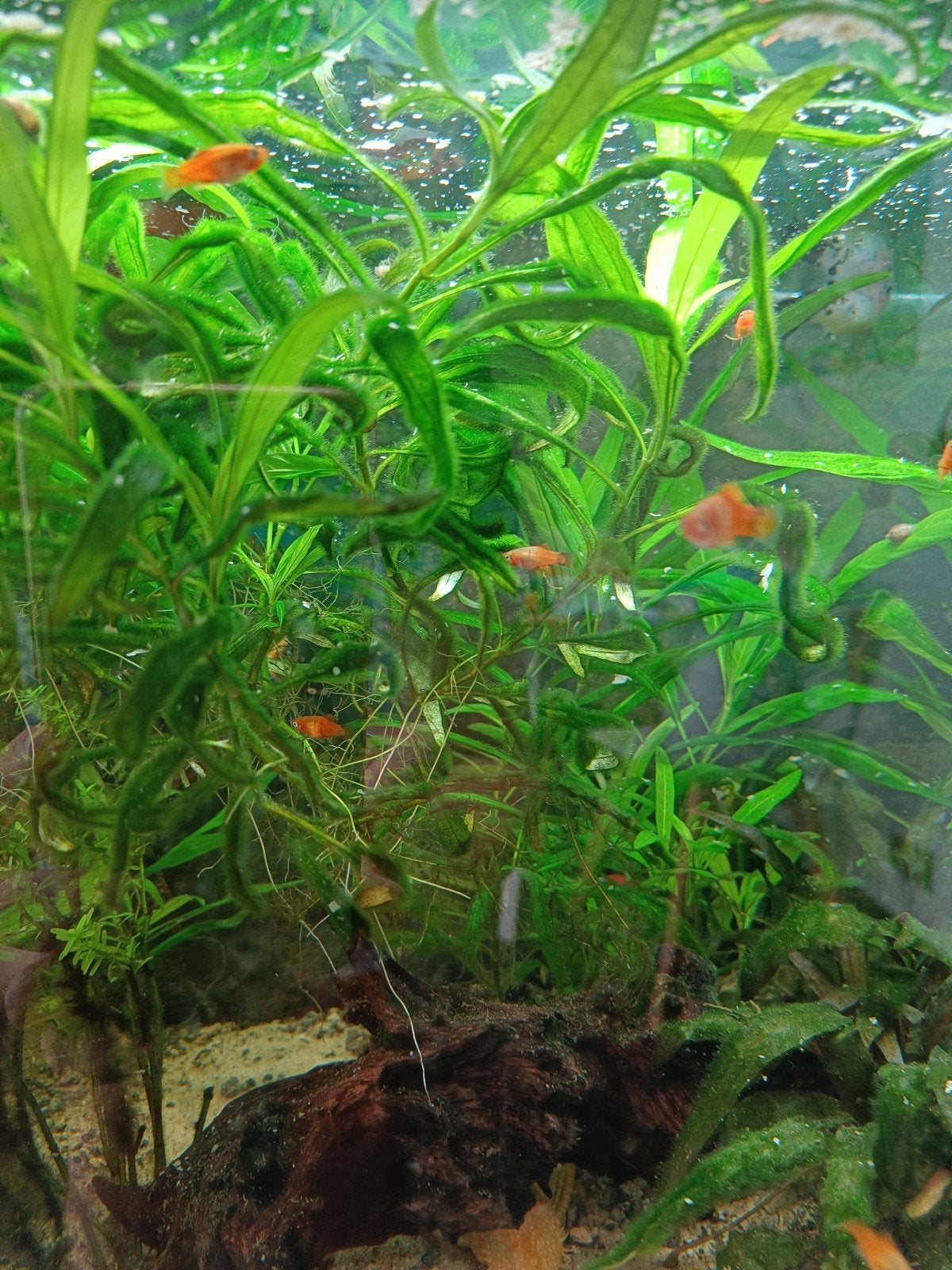 Jonge platys beschikbaar, Dieren en Toebehoren, Vissen | Aquariumvissen, Vis, Zoetwatervis, Schoolvis