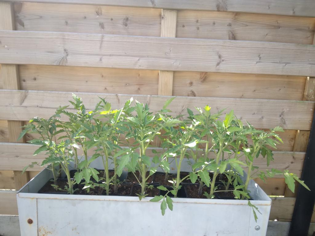 Plants de tomates jaunes en forme de poire, Enlèvement