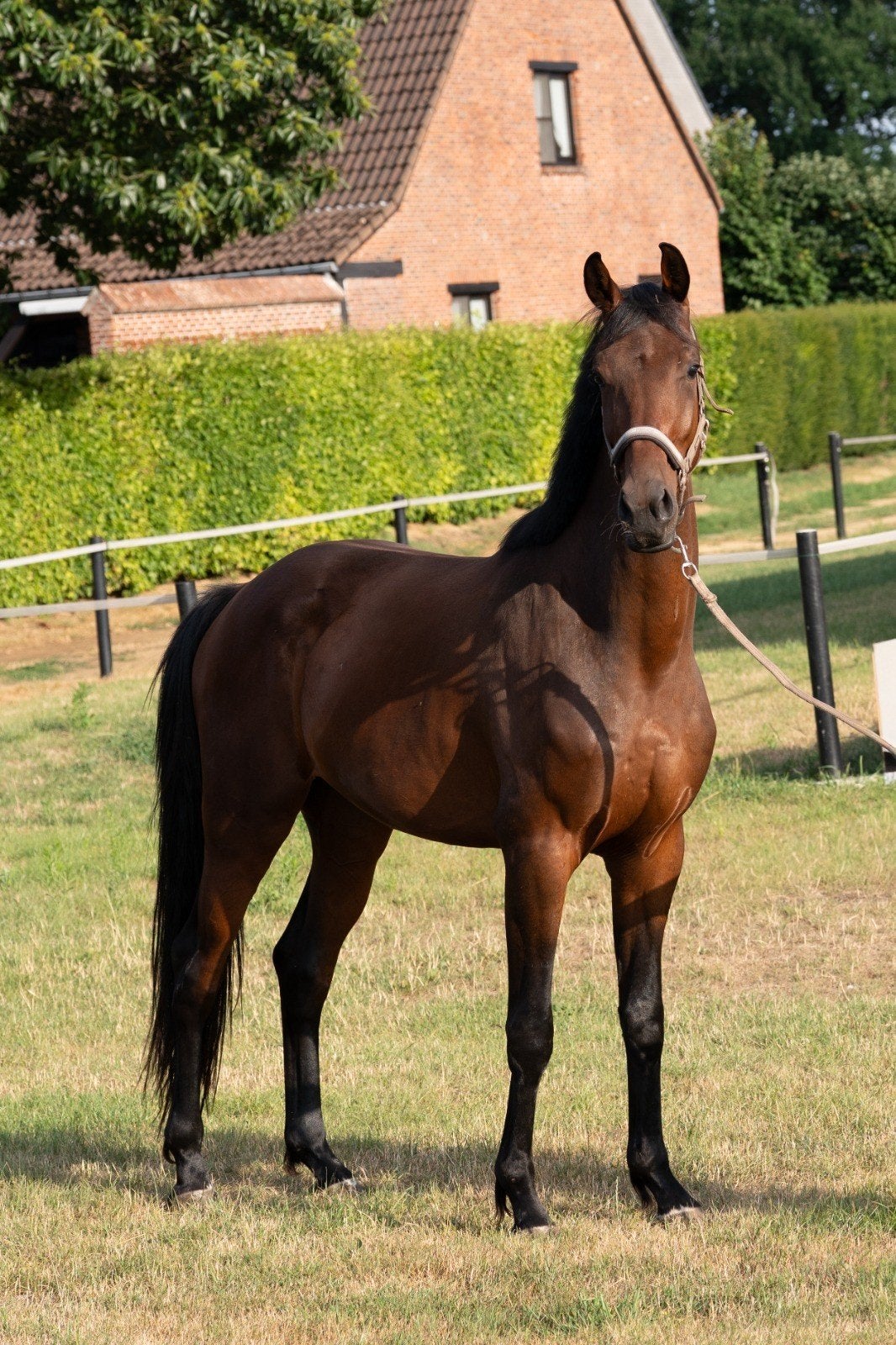 Hongre de dressage de 3 ans à vendre - Le Formidable x Gover, Animaux & Accessoires, Chevaux, Cheval de dressage, Hongre, 165 à 170 cm