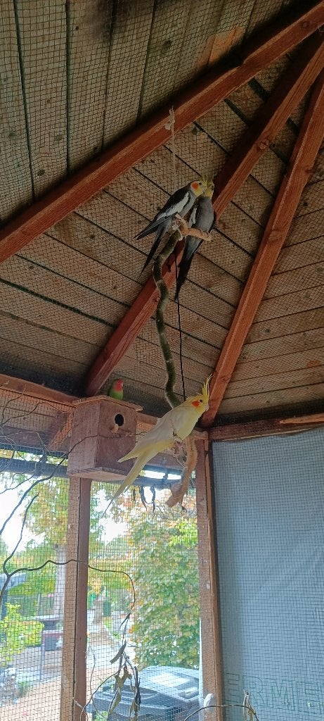 Jonge valkparkieten, Plusieurs animaux, Perruche