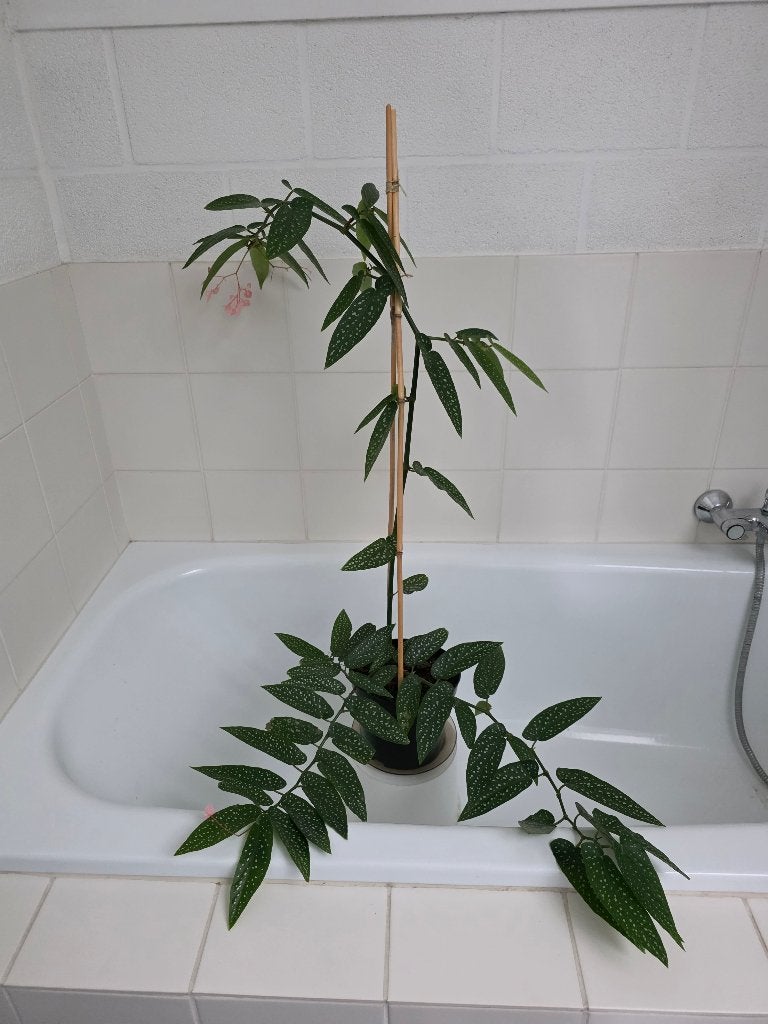 Stippenbegonia - Begonia maculata (kamerplant), Ophalen, In pot