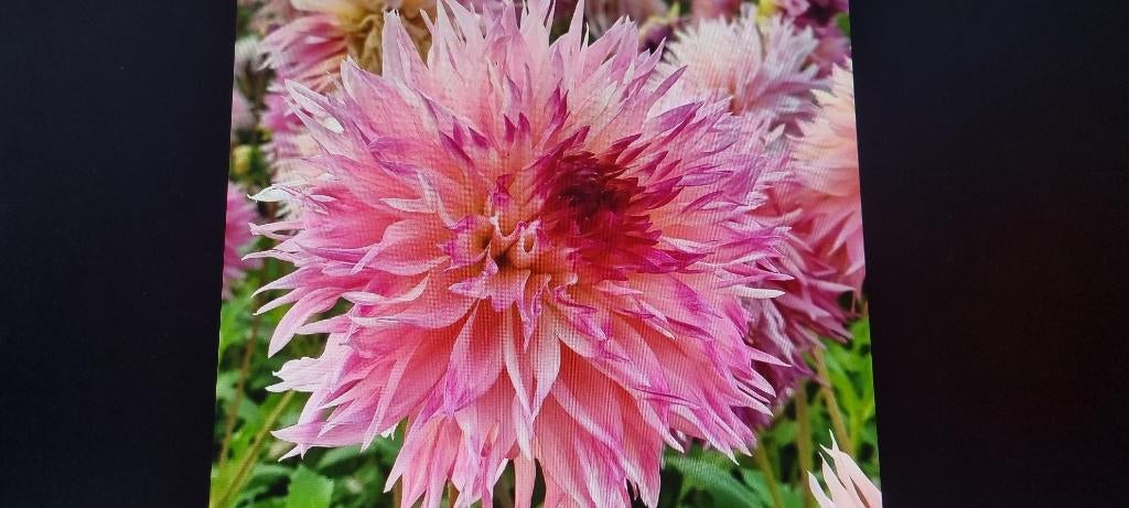 Dahlia nenekazi, Ophalen of Verzenden, Voorjaar, Volle zon, Knol