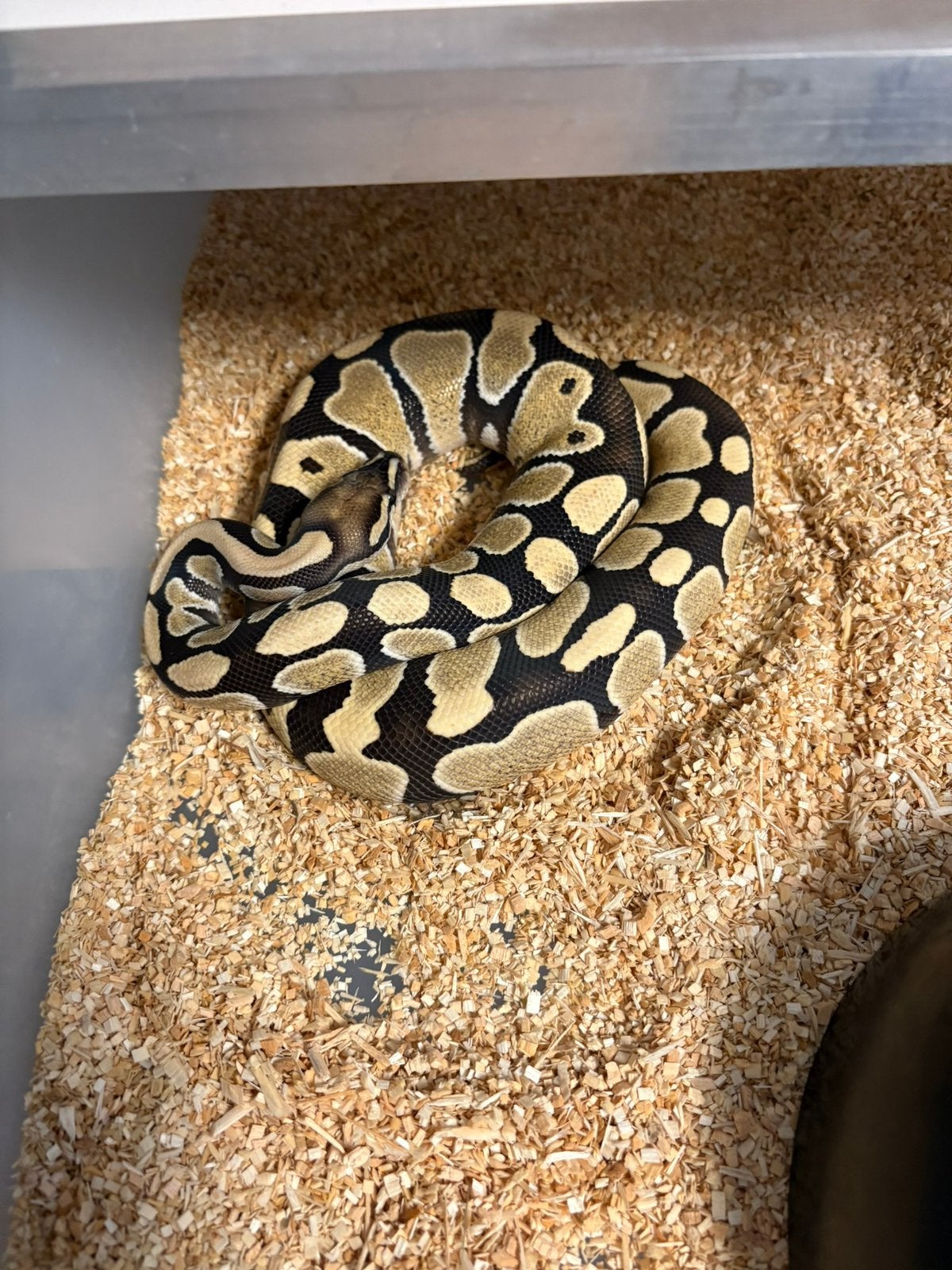 Koningspython - 1.0 HYPO DESERT GHOST Ball Python - male for sale from Verheyen Reptiles