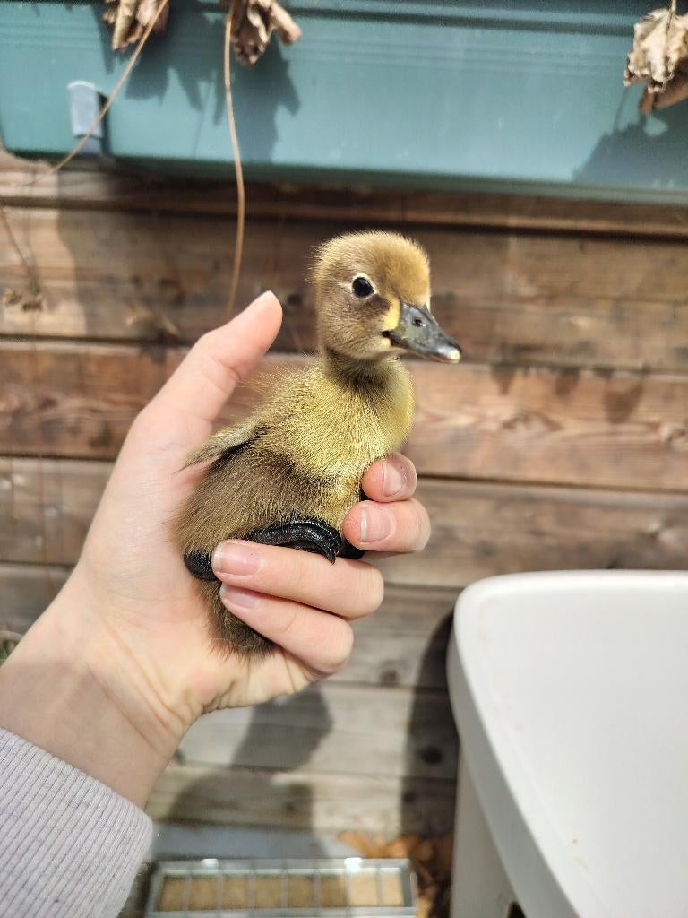 Loopeenden eieren bevrucht, Geslacht onbekend, Tropenvogel, Tam