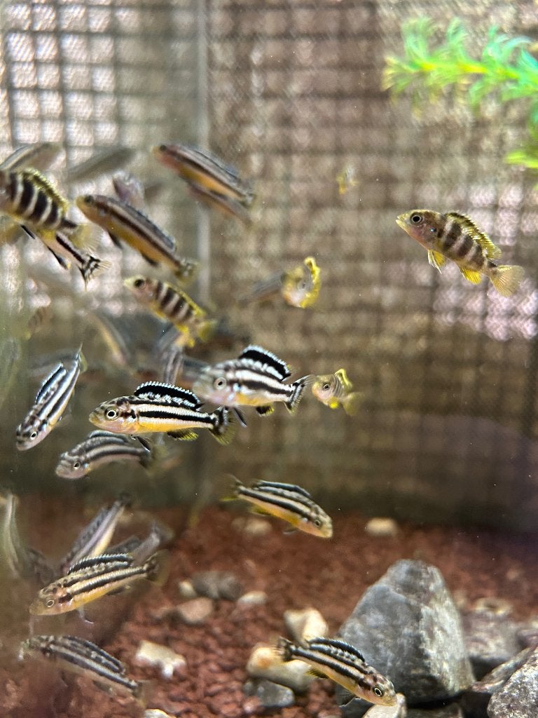 Malawi Cichliden - Melanochromis Auratus (Gouden Mbuna), Poisson, Poisson d'eau douce