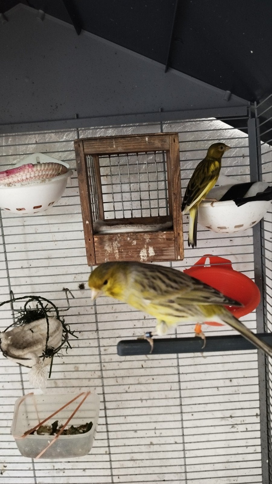kanaries, Dieren en Toebehoren, Ophalen