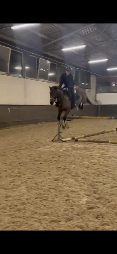 5 jarige allround Ierse merrie, Dieren en Toebehoren, Paarden, Merrie, Zadelmak, Minder dan 160 cm, 3 tot 6 jaar, Recreatiepaard