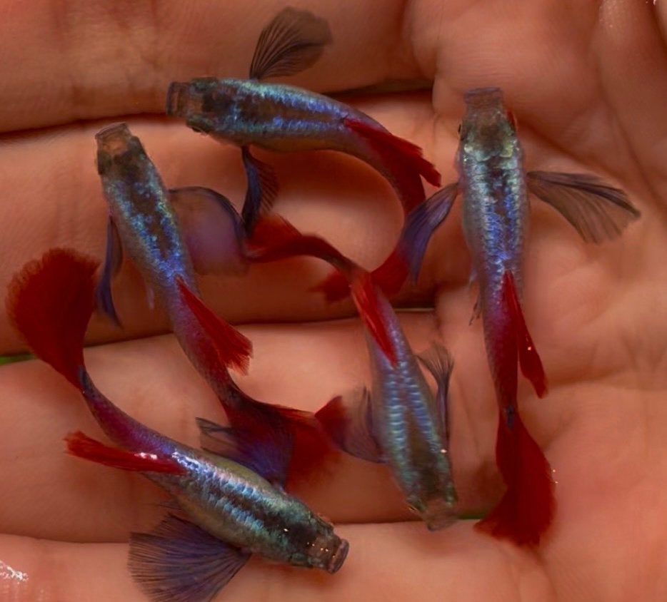 Guppies à queue rouge à oreille dumbo en platine., Poisson, Poisson d'eau douce