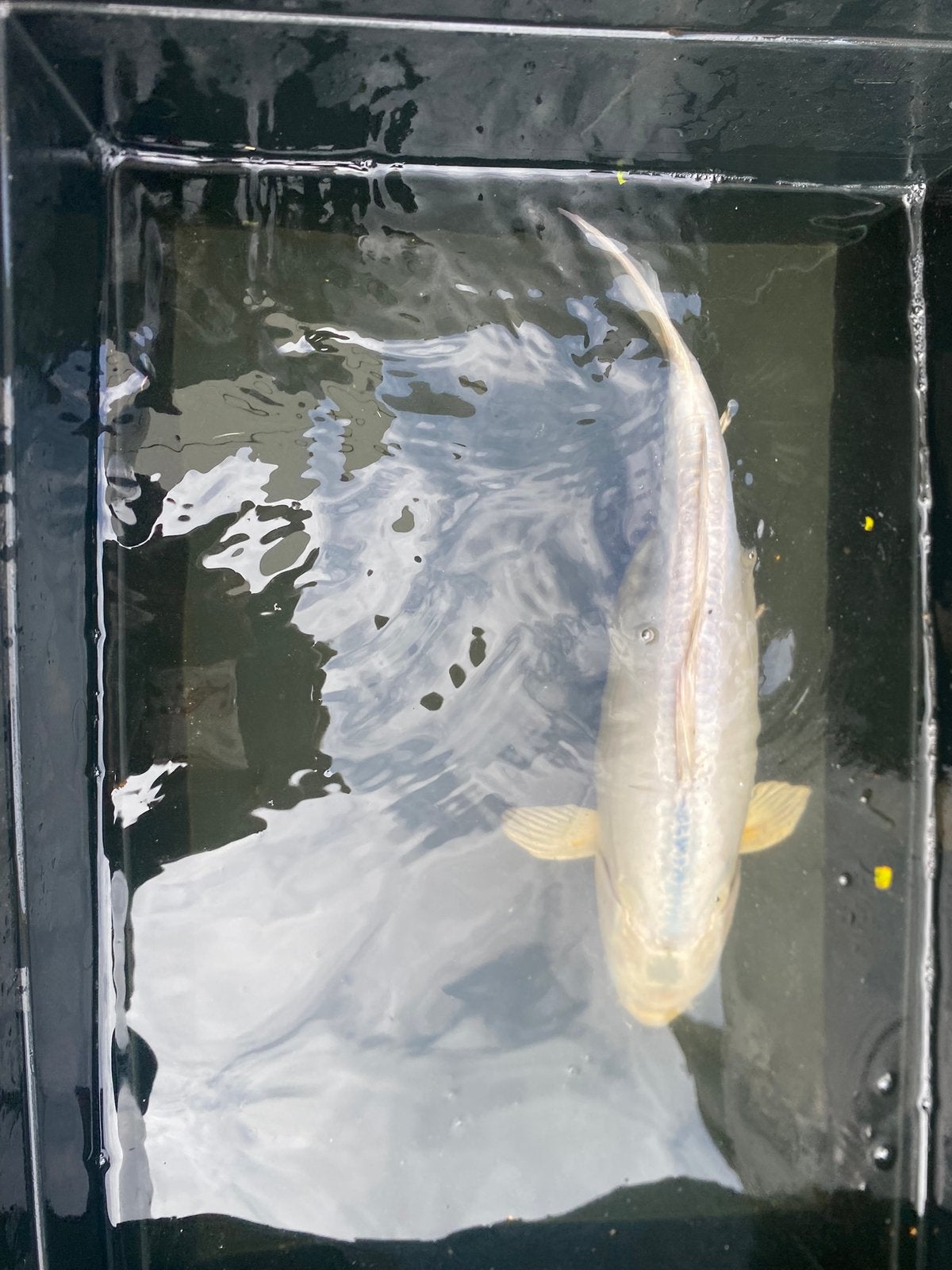 Koi Doitsu Platinum Ogon 40cm, Animaux & Accessoires, Poissons | Poissons d'étang, Carpe ou Koï