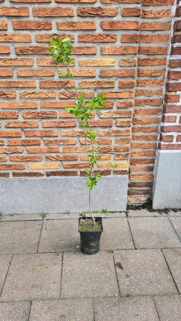 Kersenboom, Tuin en Terras, Ophalen, Kersenboom