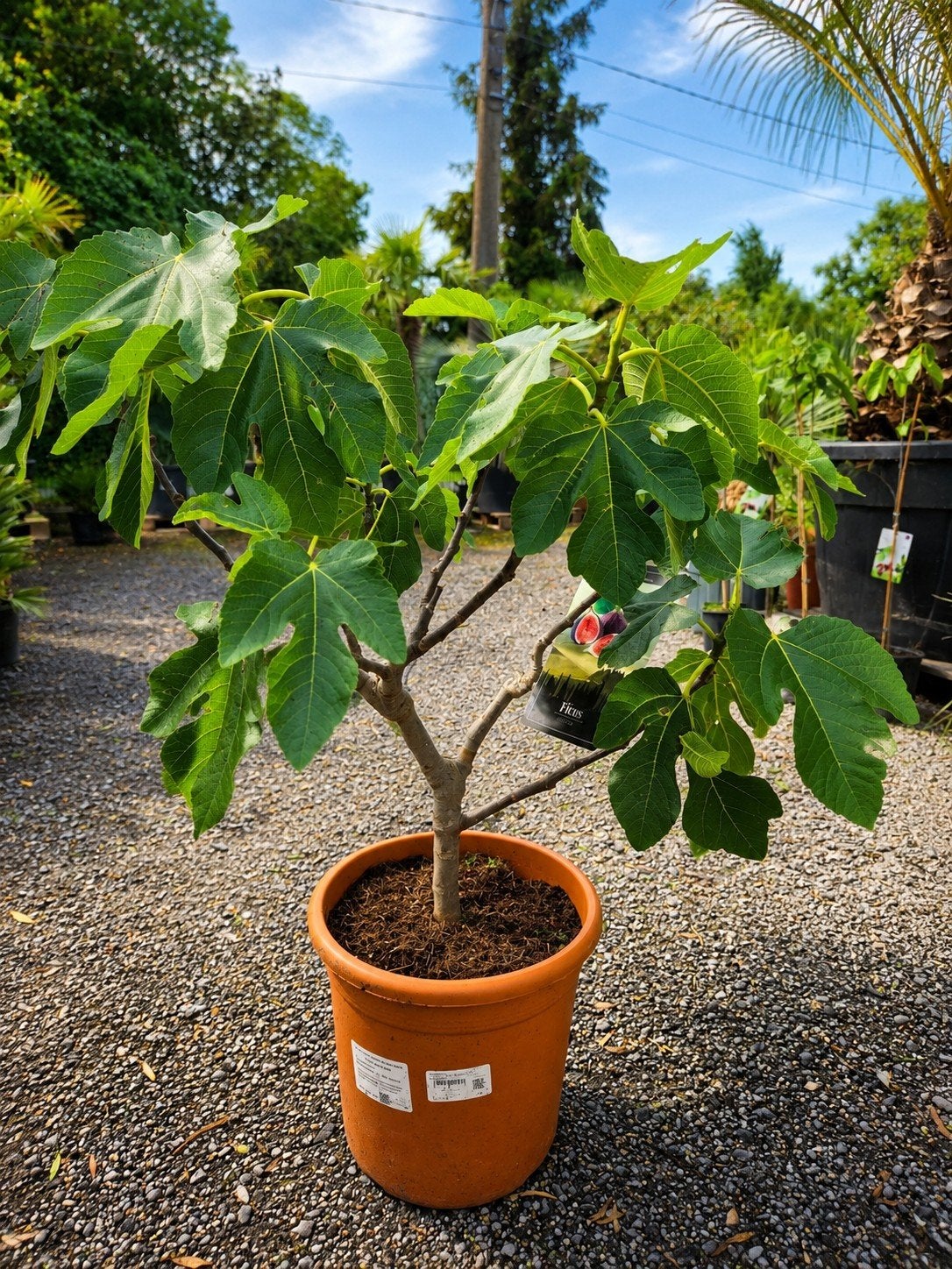 Vijgenstruik Ficus Carica 'Ronde de Bordeaux, Ophalen