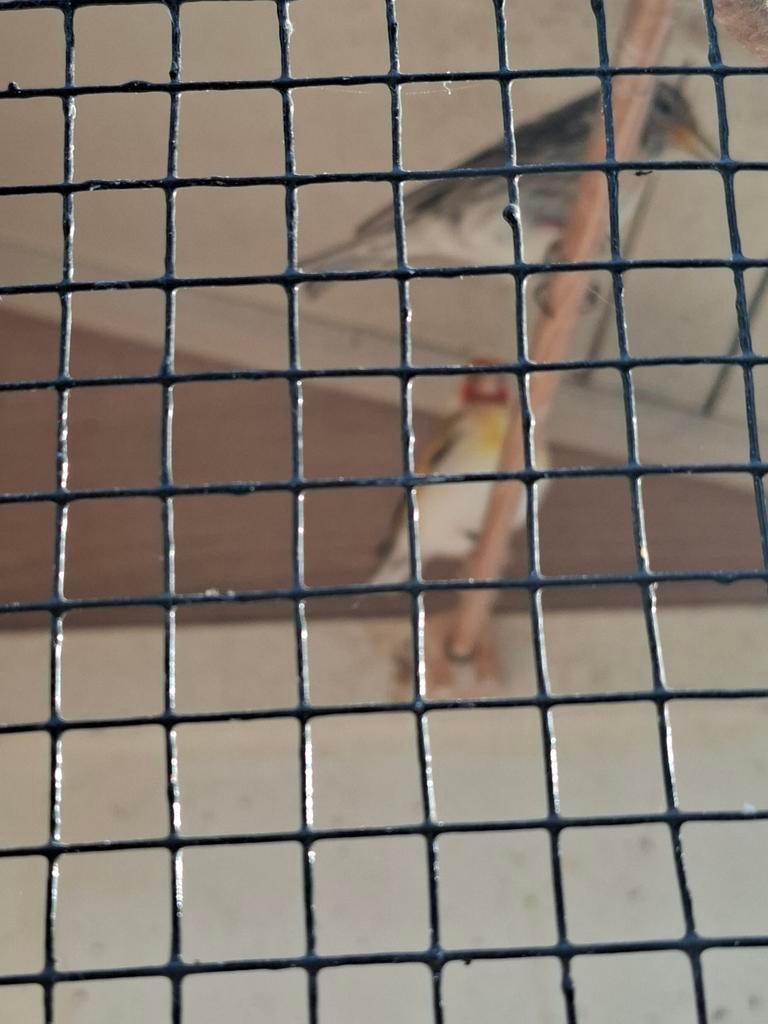 Sijs, Dieren en Toebehoren, Vogels | Kanaries