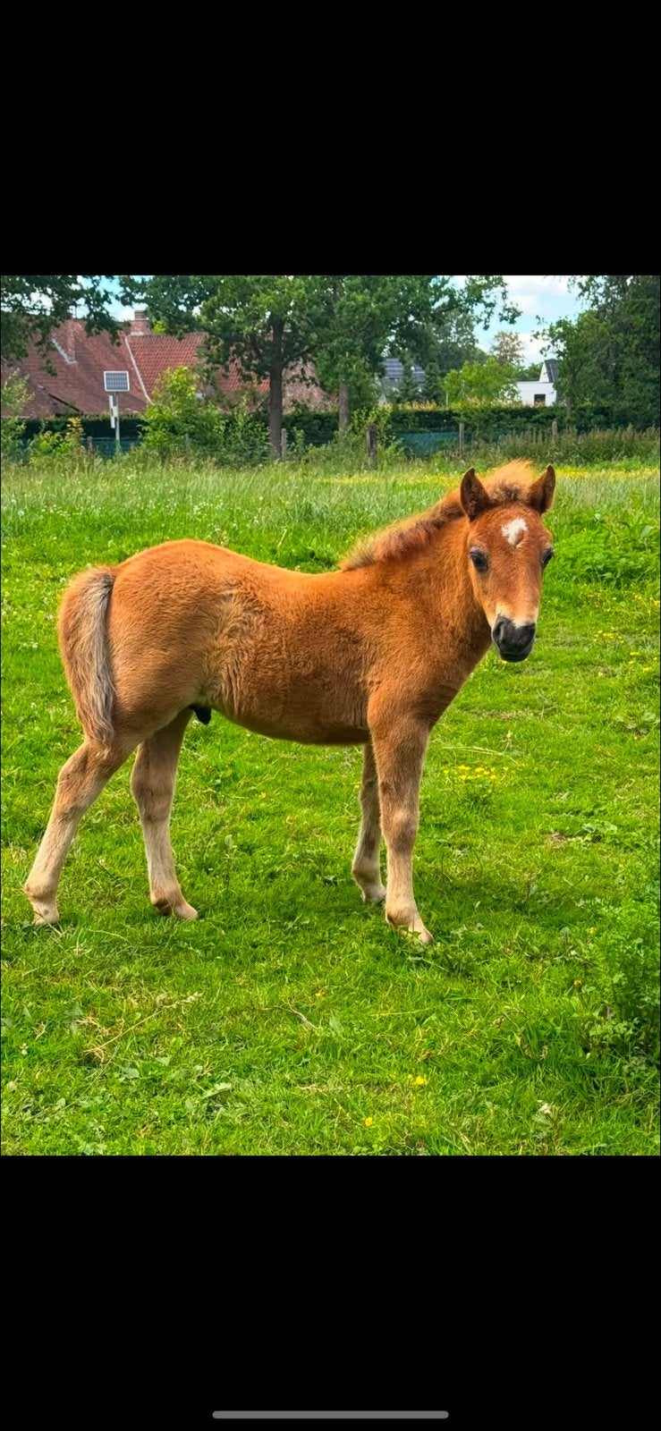 Shetlander veulentje, Dieren en Toebehoren, Hengst
