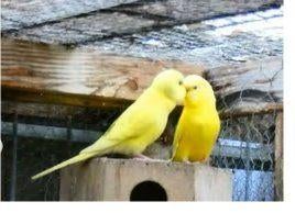 Koppel volledig gele parkieten, Dieren en Toebehoren, Vogels | Parkieten en Papegaaien, Meerdere dieren, Parkiet