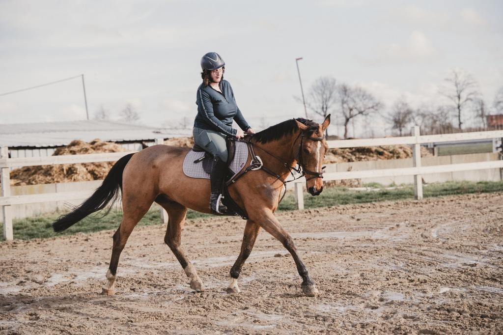 Gezocht halve stal voor mijn lieve ruin, Dieren en Toebehoren, Paarden, Ruin