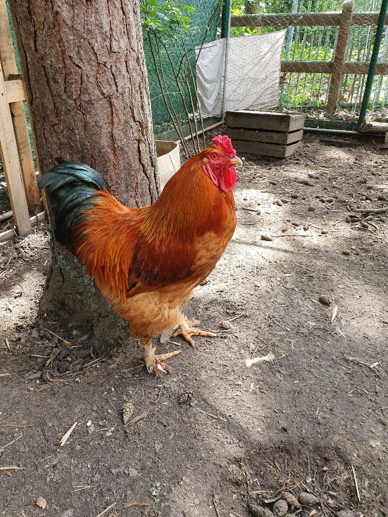 Brahma haan 1 jaar te koop, Dieren en Toebehoren, Pluimvee, Mannelijk, Kip