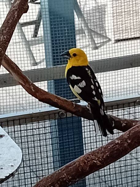 gele kernbijter man, Dieren en Toebehoren, Mannelijk, Tropenvogel