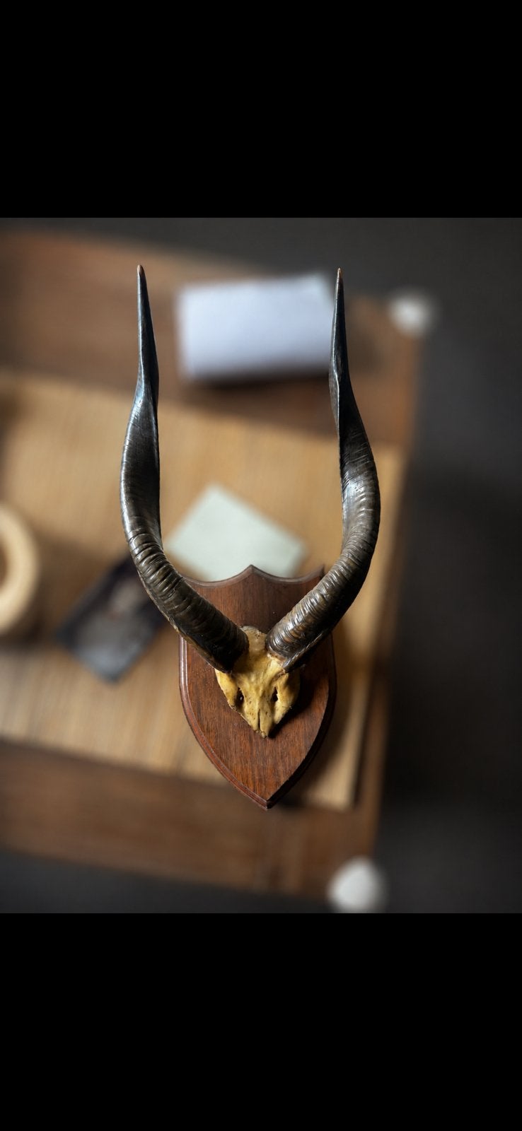 Antieke Jachttrofee Antilope Hoorns op Houten Schild, Bijoux, Sacs & Beauté, Bagues, Comme neuf, Enlèvement ou Envoi