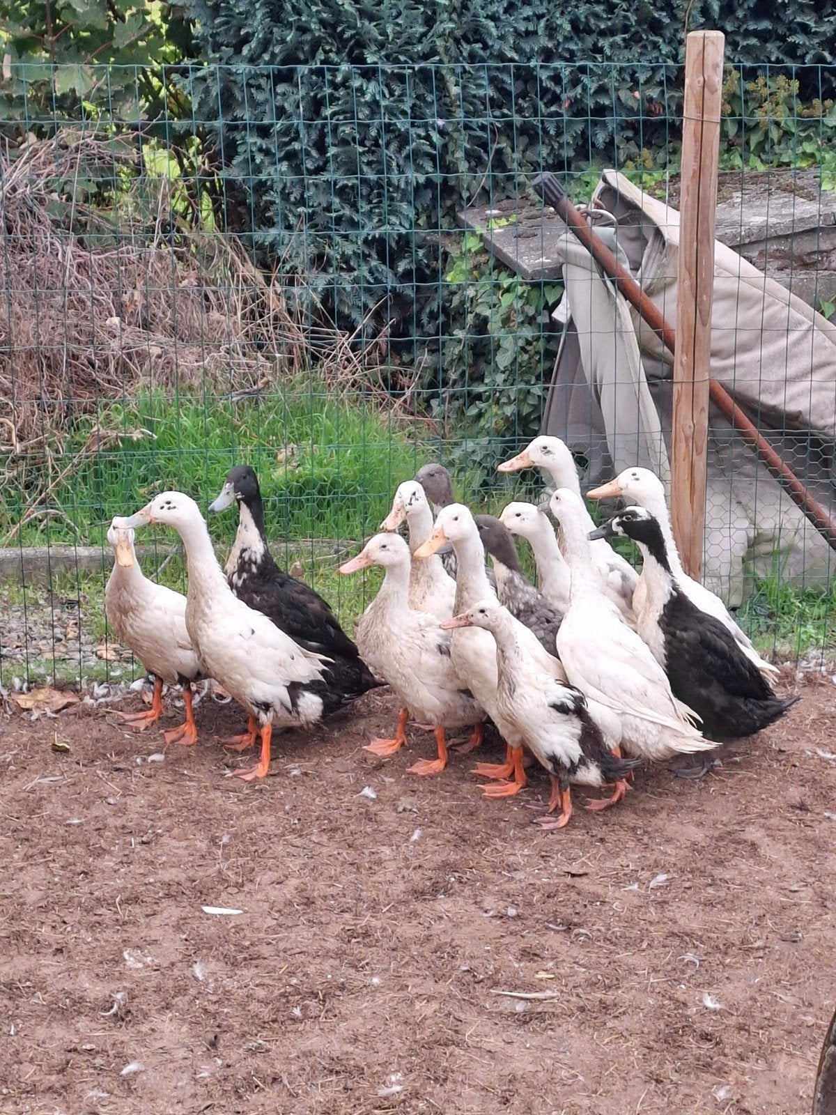 ruime keuze Huttegemse loopeenden., Dieren en Toebehoren