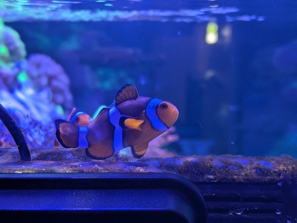 Anemoonvis - Amphiprion percula 3,5 cm in prima conditie, Dieren en Toebehoren, Vissen | Aquariumvissen, Vis, Zoutwatervis