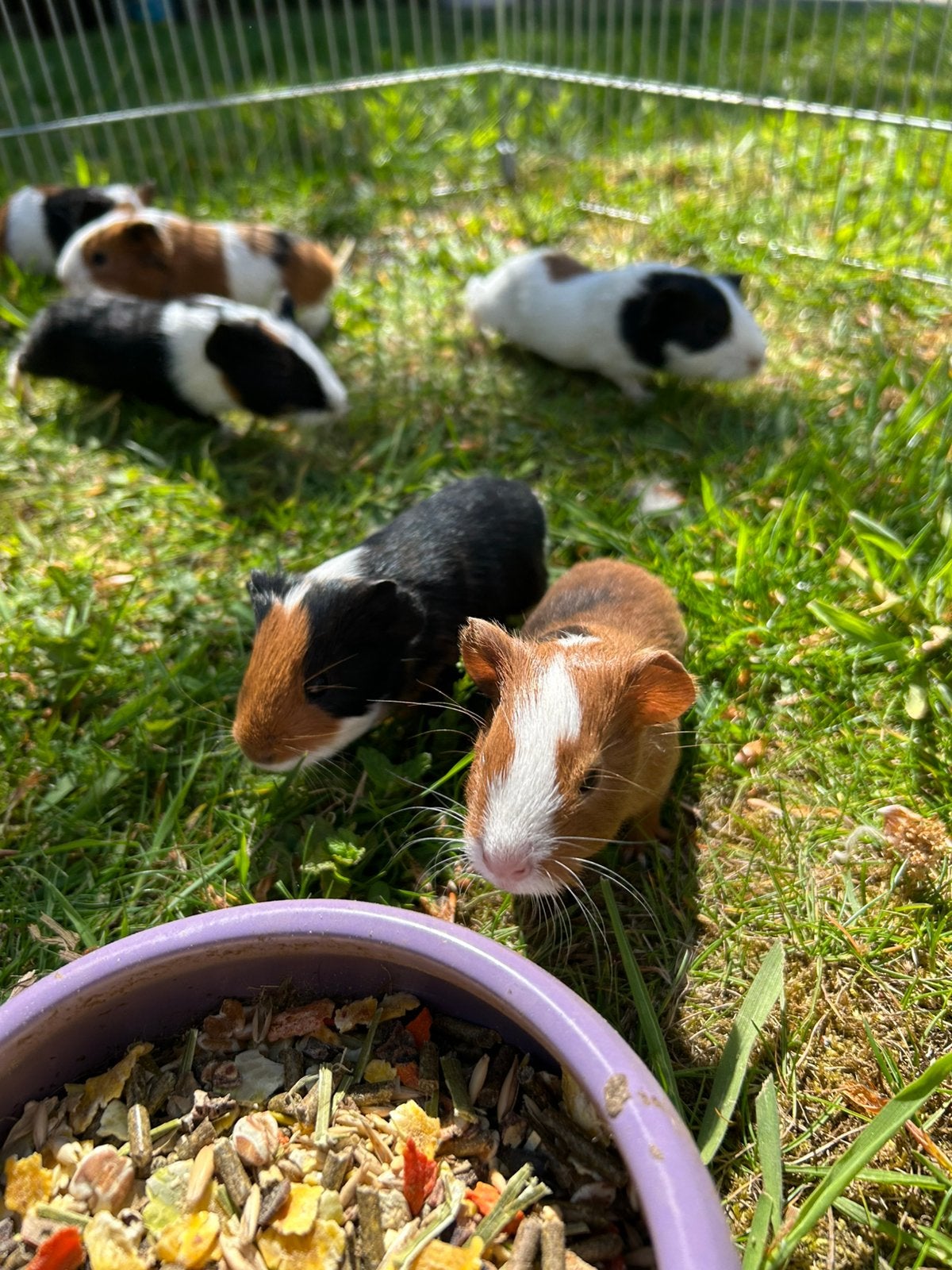 Jonge cavia’s, Dieren en Toebehoren, Knaagdieren, Cavia, Juni, Meerdere dieren, Tam