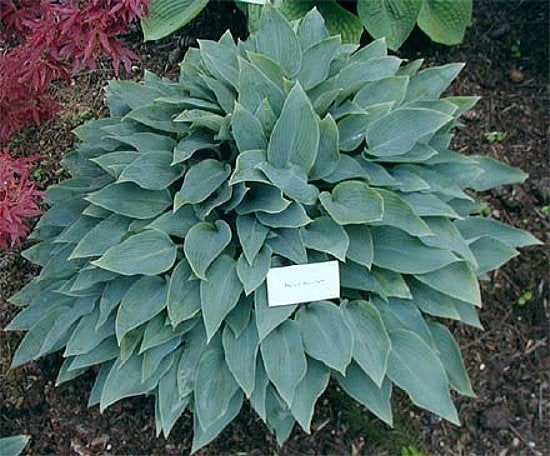Hosta Blue Blush, Tuin en Terras, Planten | Tuinplanten, Ophalen, Vaste plant, Overige soorten